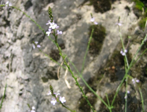 Verveine officinale