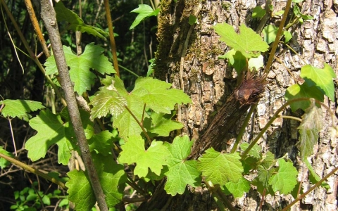 Vigne sauvage