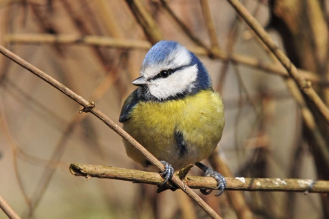 Ecobalade, l’appli alliée de vos randos - Mésange Bleue