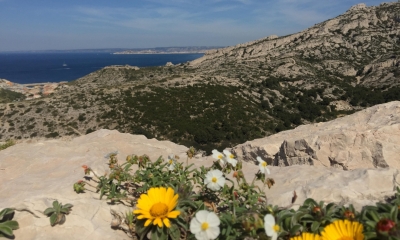 Calanque Marseille Callelongue