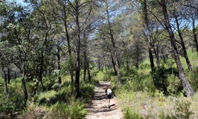Sentier dans la forêt sur la balade de Rognes (Crédits : Léa Charbonnier)