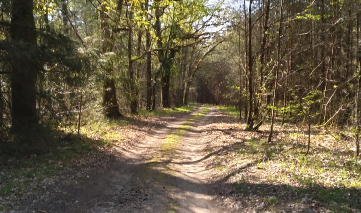 Ecobalade, sentier forêt de Villeny 