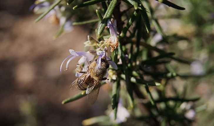 Abeille et thym - Mont Faron