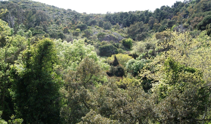 Forêt de Belle Pierre, La Seyne-sur-Mer 