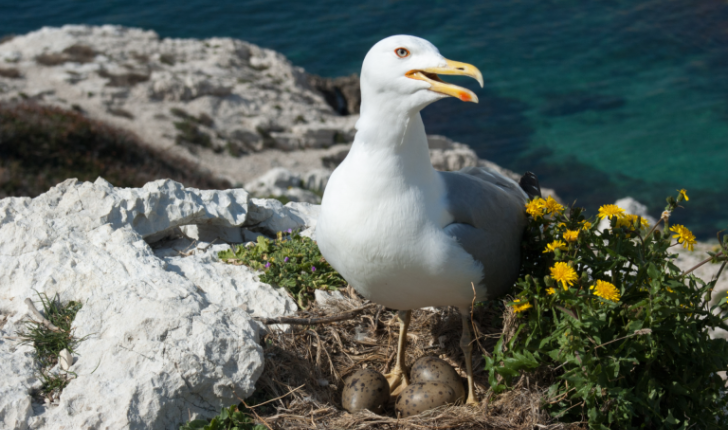 Goéland leucophée, Balade Marseille