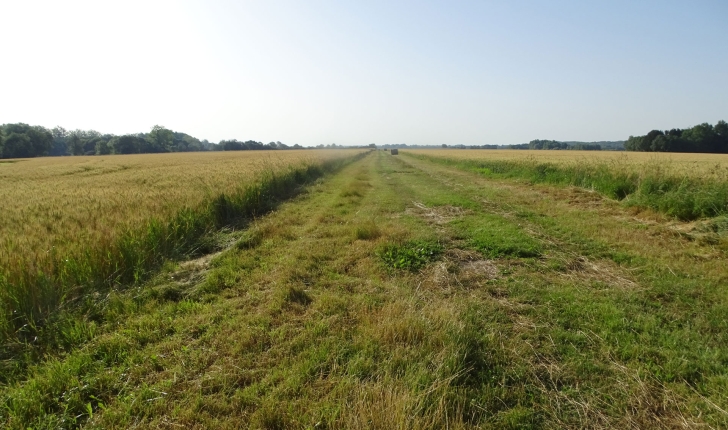 Balade de Méry-sur-Cher - crédit Sologne Nature Environnement