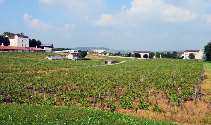 Centre ville d'Auxerre. Ici, les vignes du CHS de l'Yonne.