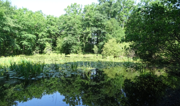 Etang de Nouan le fuzelier