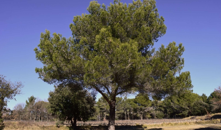 EcoBalade de St Cannat (Crédits : Sabine Meneut)