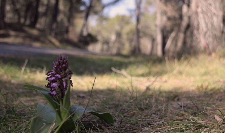 Balade de Fuveau - Orchis Géante (Crédit : Sabine Meneut)