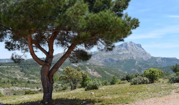 Montagne Sainte-Victoire (Crédits : Léa Charbonnier)