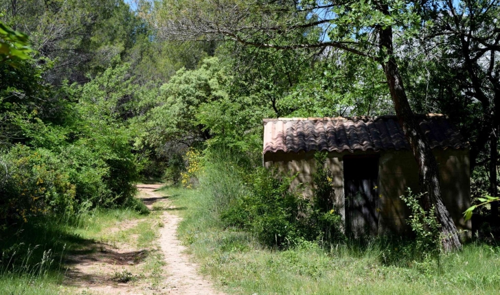 Sentier dans la forêt (Crédits : Léa Charbonnier)