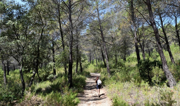 Sentier dans la forêt sur la balade de Rognes (Crédits : Léa Charbonnier)