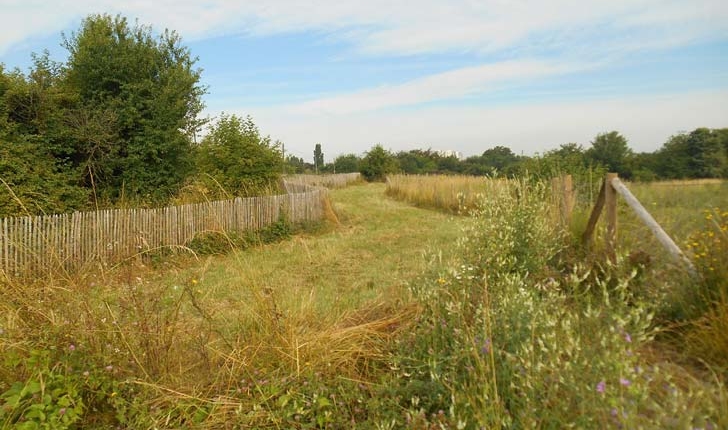 Friche-balade-Vitry-Parc-Lilas-Val-de-Marne