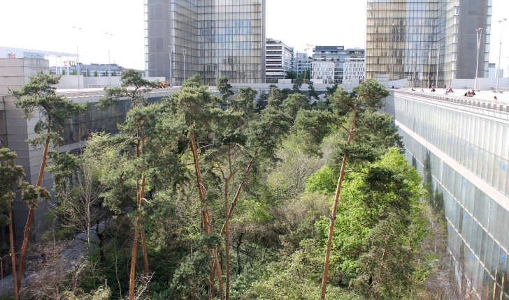 Le jardin-forêt de la Bibliothèque Nationale de France (Crédits : Léa Charbonnier)