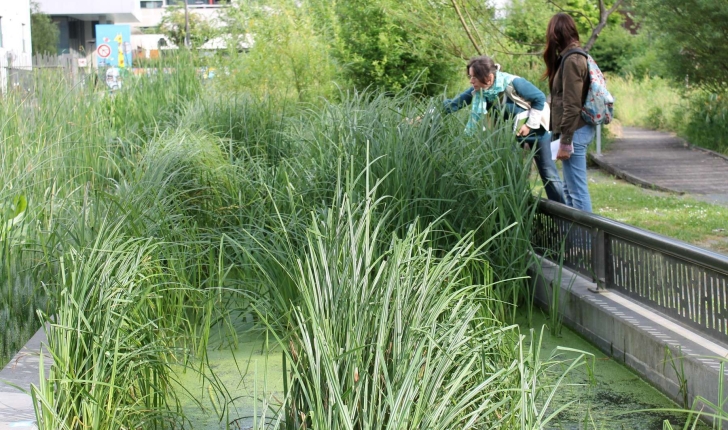 Marais à hélophytes dans le jardin central des Grands Moulins (Crédits : Léa Charbonnier