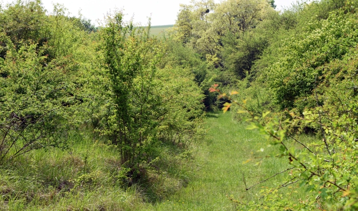 Le long de la voie romaine, la nature reprend ses droits.