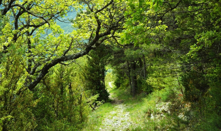 Balade de l'Epine - Pays du Buëch - entre Sisteron et Serre-Ponçon (Crédits : Sabine Meneut)