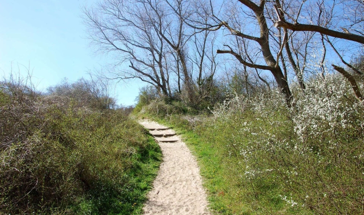 Sentier de la dune Marchand (Crédits : Ecobalade)