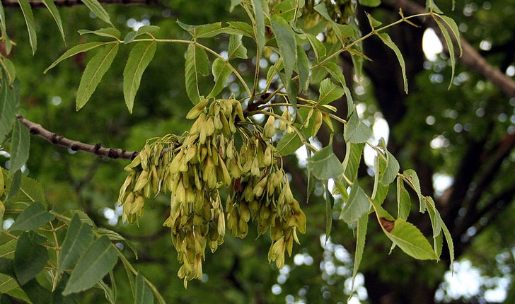 Fraxinus excelsior