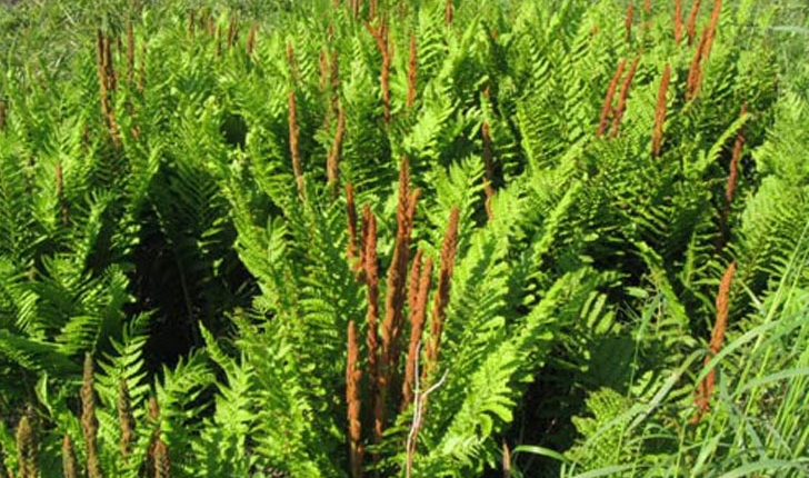 Osmundastrum cinnamomeum (L., 1753)