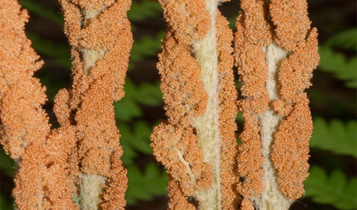 Osmundastrum cinnamomeum (L., 1753)