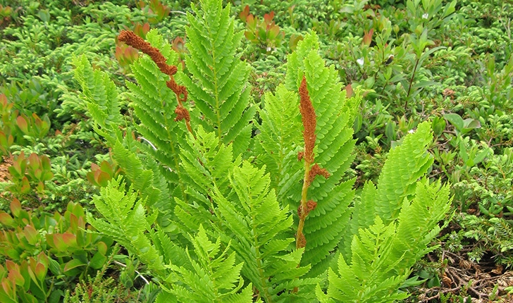 Osmundastrum cinnamomeum (L., 1753)