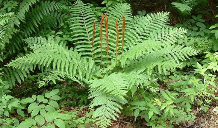 Osmundastrum cinnamomeum (L., 1753)