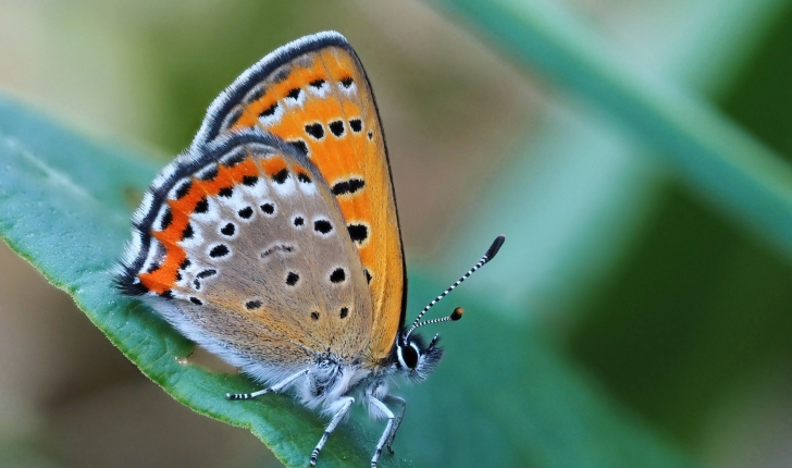 Lycaena helle (Denis & Schiffermüller, 1775)