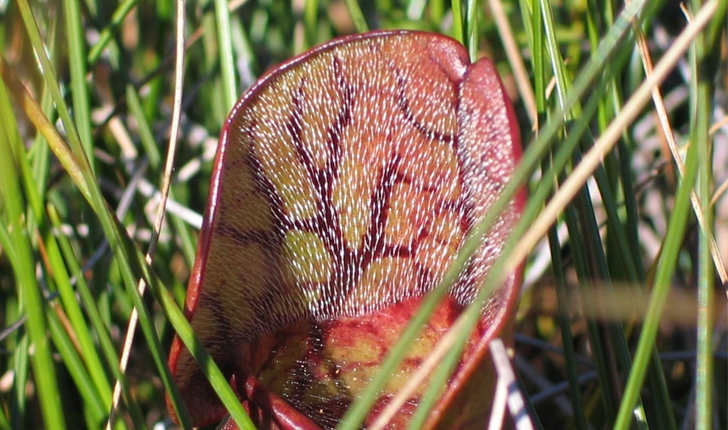 Sarracenia purpurea (L., 1753)