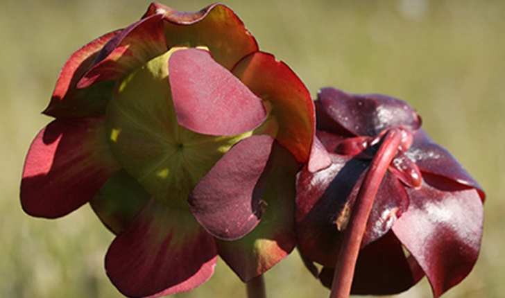 Sarracenia purpurea (L., 1753)