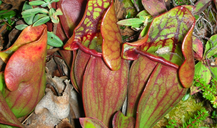 Sarracenia purpurea (L., 1753)