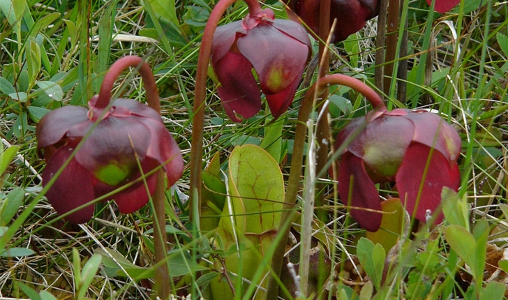 Sarracenia purpurea (L., 1753)