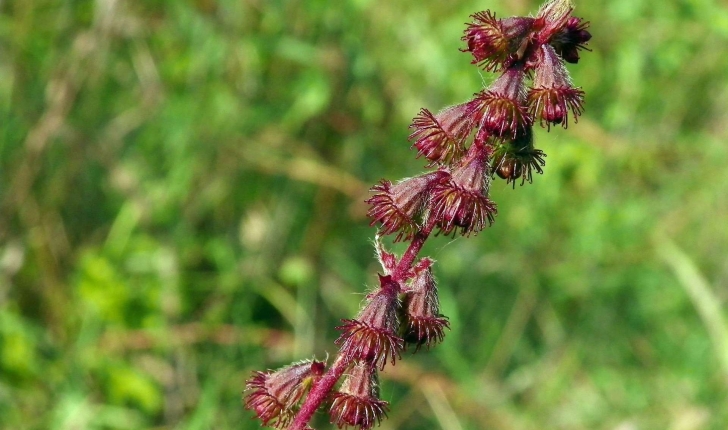 Agrimonia eupatoria (L., 1753)