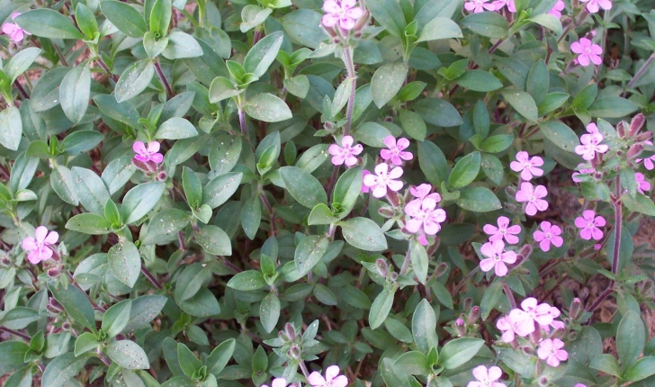 Saponaria ocymoides L., 1753