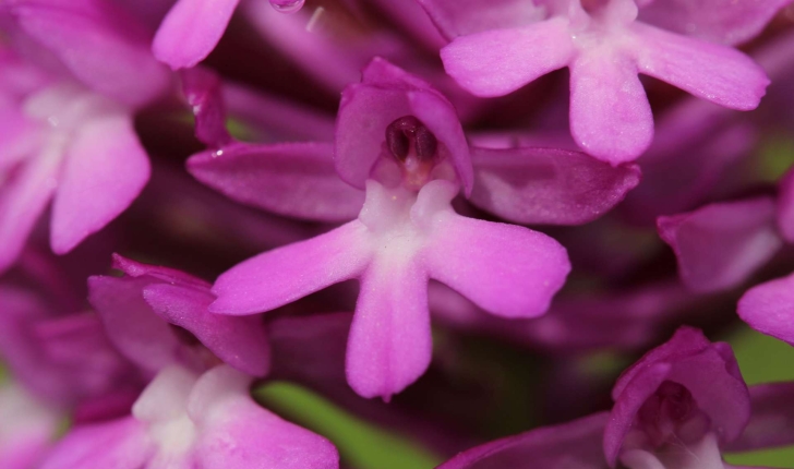 Anacamptis pyramidalis (L.) Rich., 1817