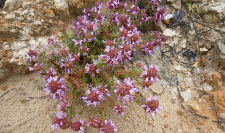 Coris de Montpelier - Coris monspeliensis