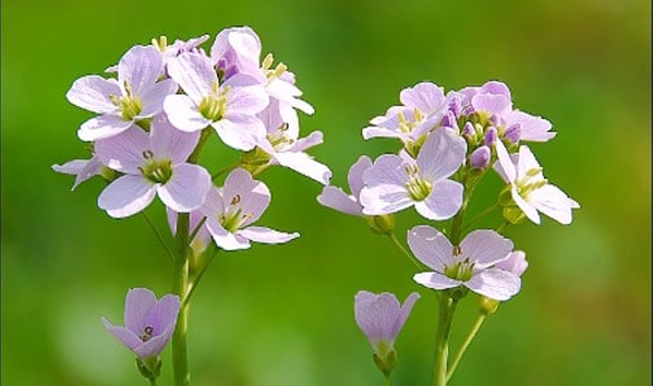 Cardamine pratensis (L., 1753)