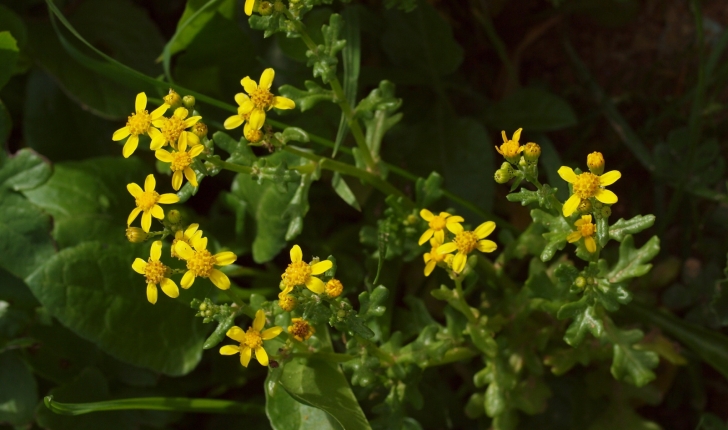 Senecio leucanthemifolius Poir