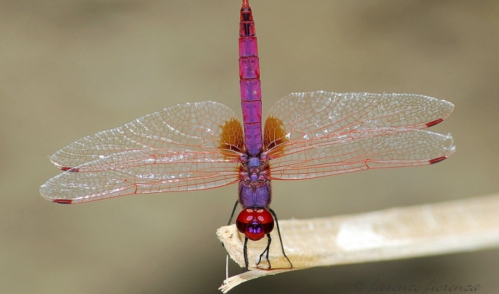 Trithemis annulata