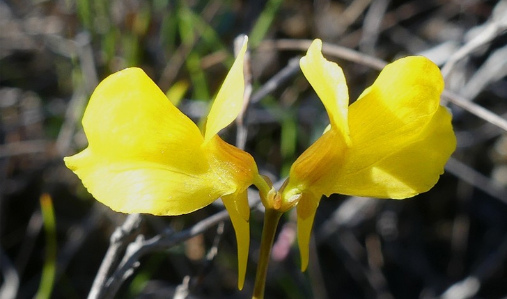 Utricularia cornuta (Michx., 1803)