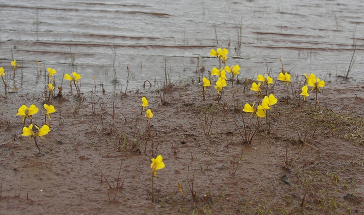 Utricularia cornuta (Michx., 1803)