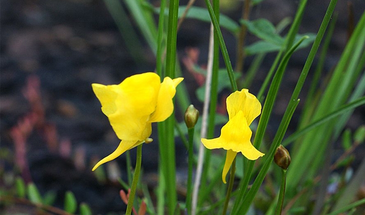 Utricularia cornuta (Michx., 1803)