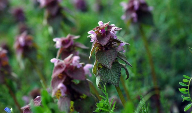 Lamium purpureum (L., 1753)