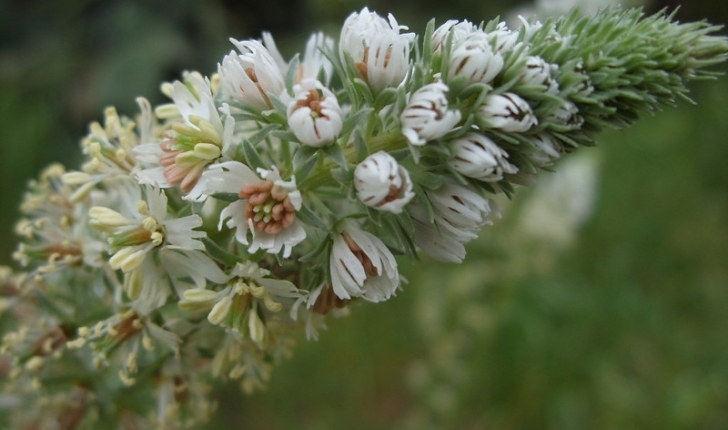 Reseda alba