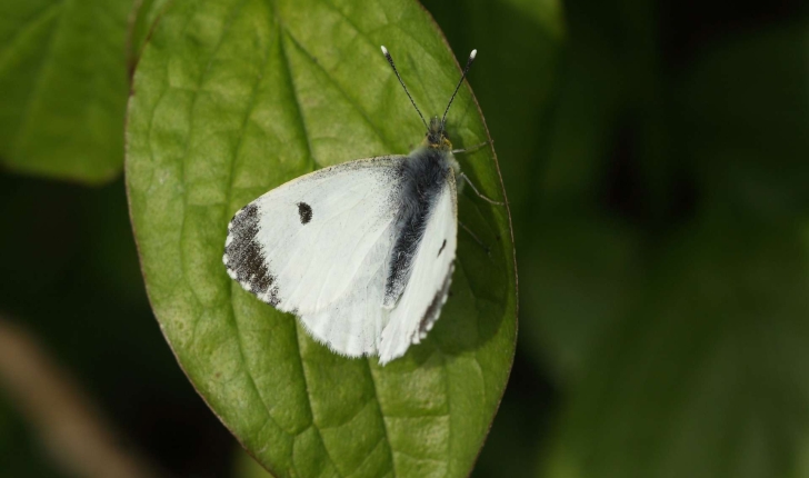 Anthocharis cardamines (Linnaeus, 1758)