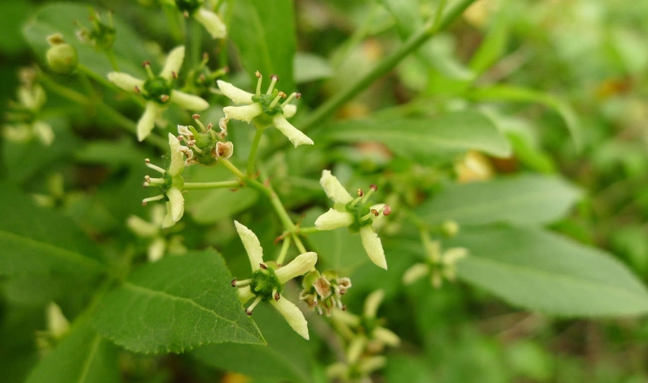 Euonymus europaeus L., 1753