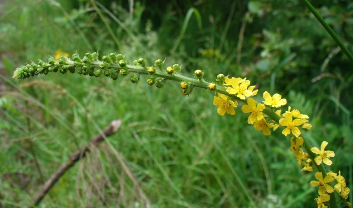 Agrimonia eupatoria (L., 1753)