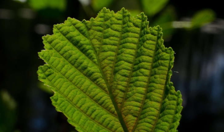 Alnus glutinosa (L.) Gaertn., 1790