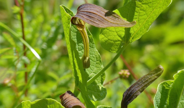 Aristolochia rotunda L., 1753